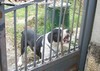 CAne da difesa del territorio - ARTURO